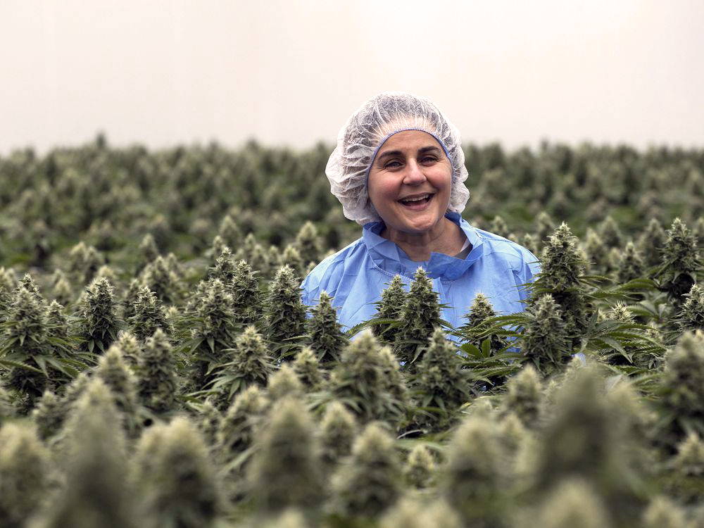 Jenn Ayotte in cannabis field.