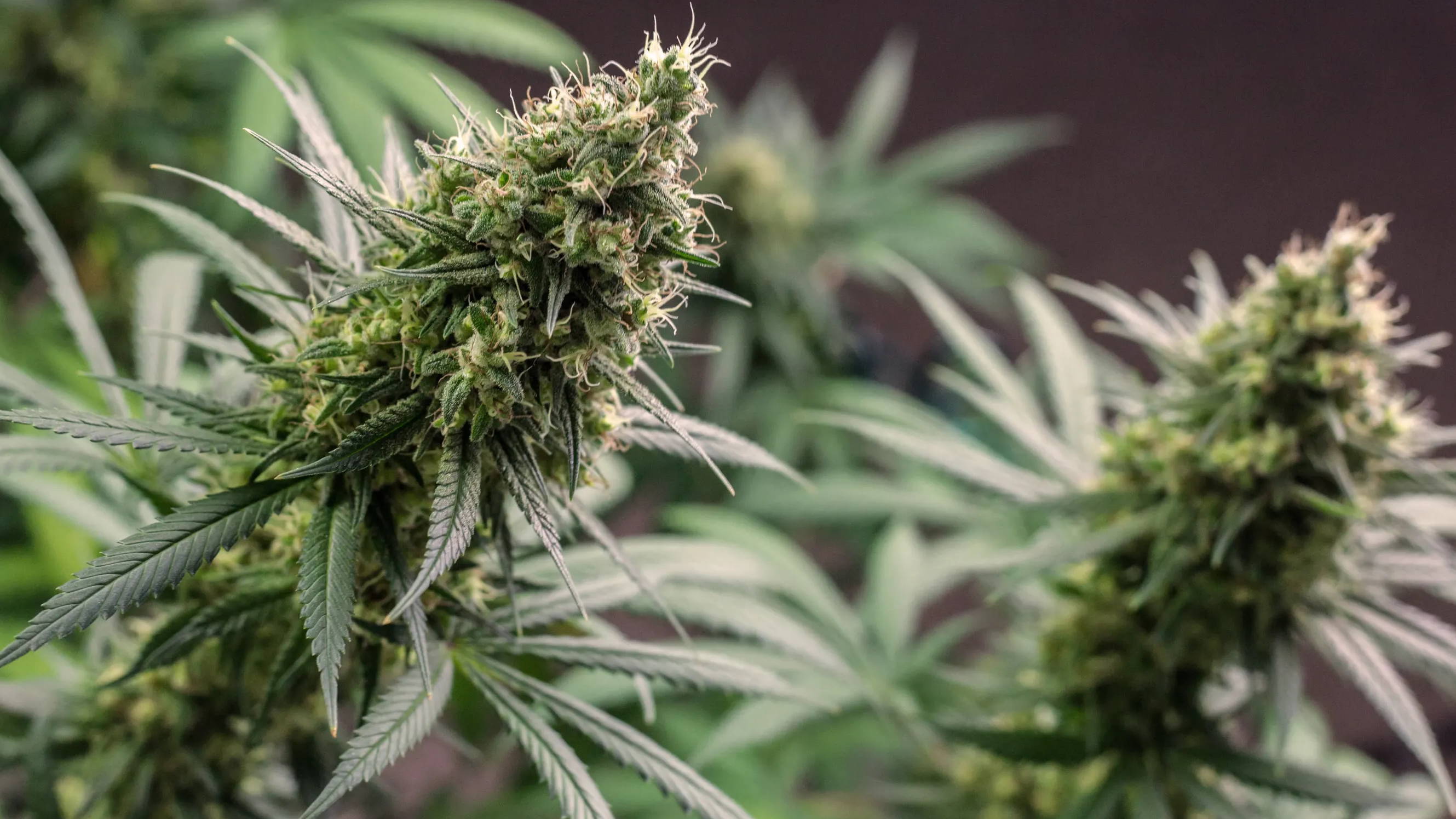 A photo of two cannabis plants beside each other.