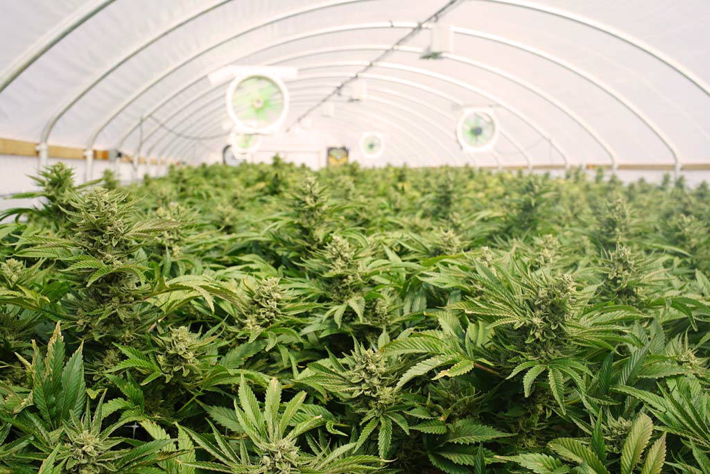 A photo of a cannabis lab with plants.