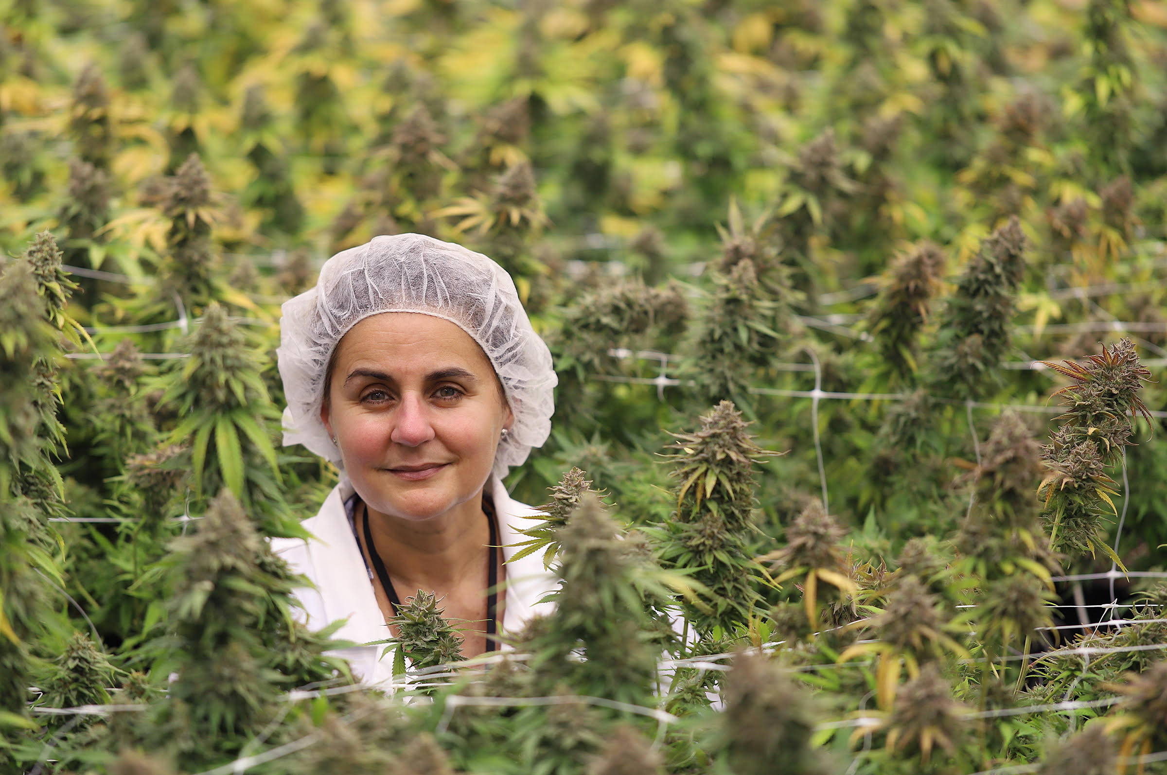 A photo of Jenn Ayotte, Maricann CEO and Master grower, surrounded by cannabis plants.